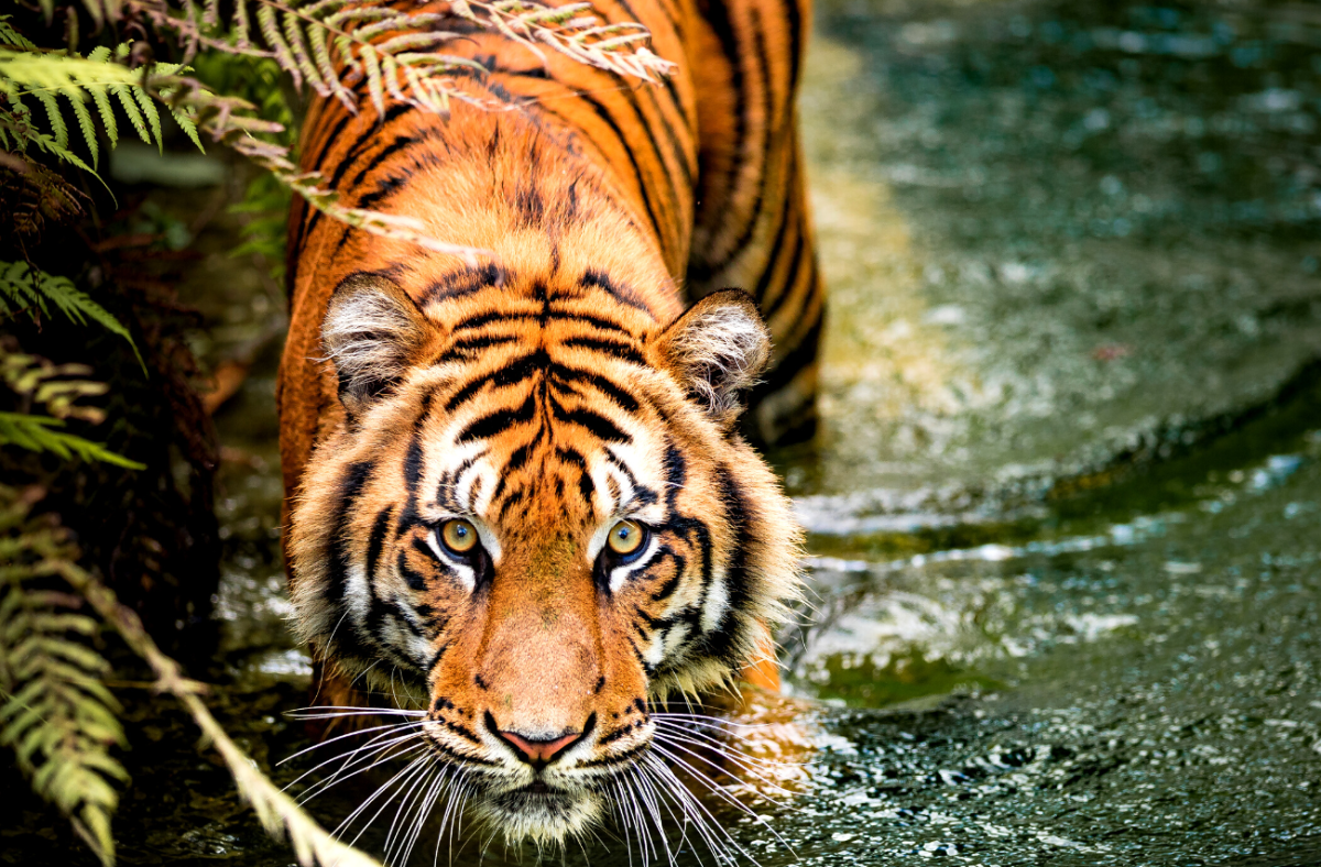 Embracing Zen Wisdom: Finding Joy in the Face of Challenges